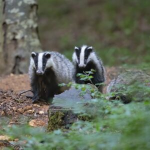 Découverte des animaux de la forêt