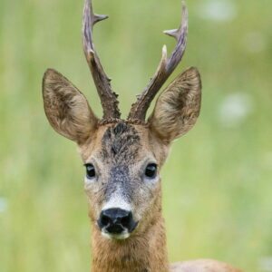 Sur la piste du chevreuil - 1