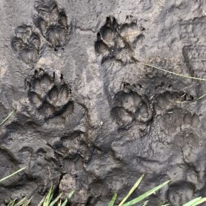 Sortie traces et indices